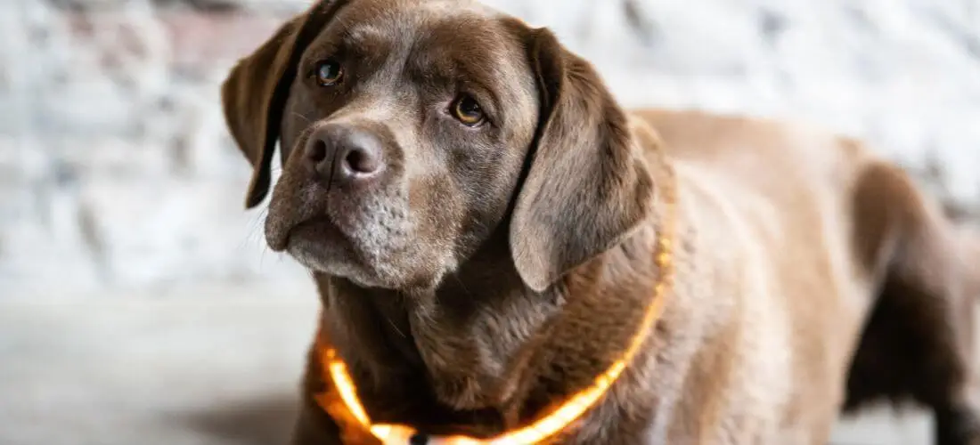 Hond met LED-halsband