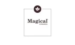 Buitenplanten - Magical Hydrangea